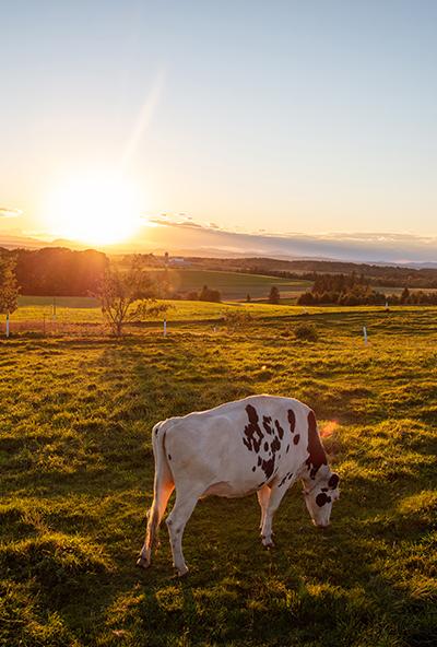 Vache dans un paysage
