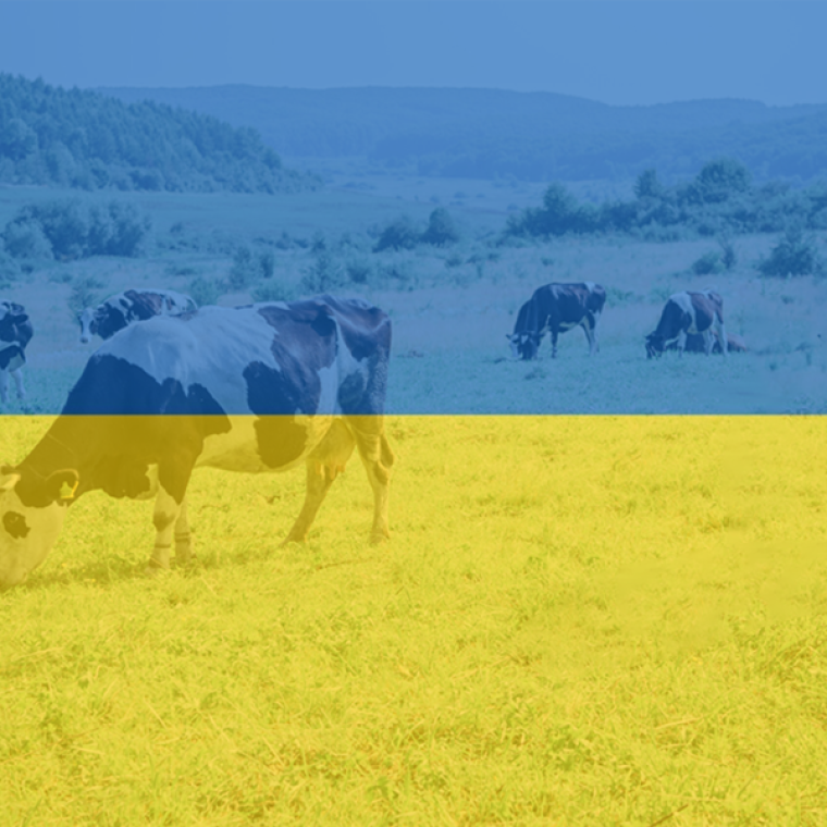 Vaches dans un champs avec le drapeau de Ukraine