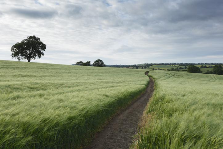 Grassy Field