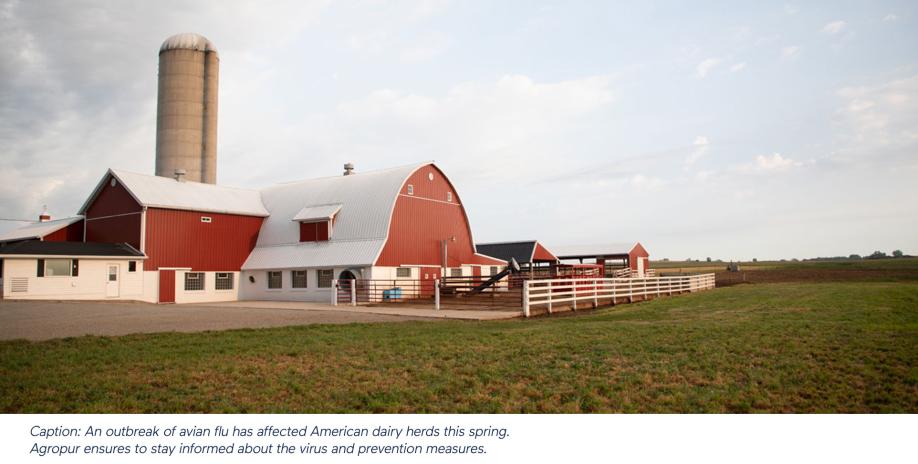  Caption: An outbreak of avian flu has affected American dairy herds this spring. Agropur ensures to stay informed about the virus and prevention measures.