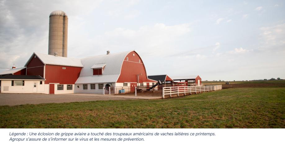 Légende : Une éclosion de grippe aviaire a touché des troupeaux américains de vaches laitières ce printemps. Agropur s’assurer de s’informer sur le virus et les mesures de prévention.