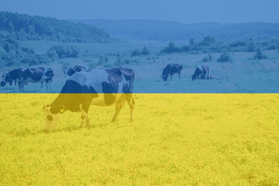 Vaches dans un champs avec le drapeau de Ukraine